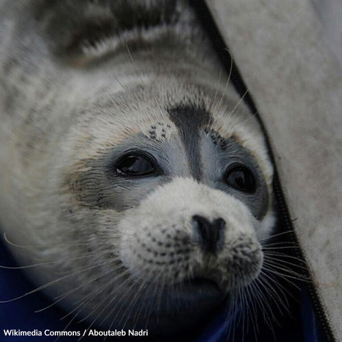Stop The Slaughter Of Caspian Seals Before They Vanish Forever